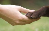Santiago y Cincinnati: ¿Derechos de los animales o deberes de los seres humanos?