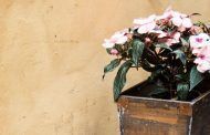 El consuelo de la Belleza